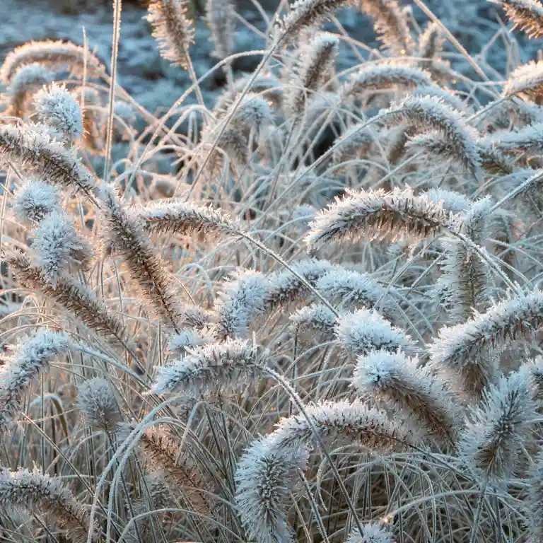 Les graminées apportent une touche décorative au jardin de décembre