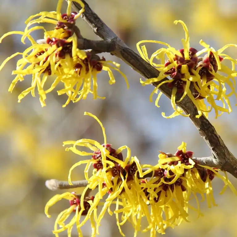 Fleurs d'hamamélis en décembre