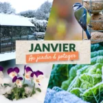 Que faire en janvier au jardin et au potager ?