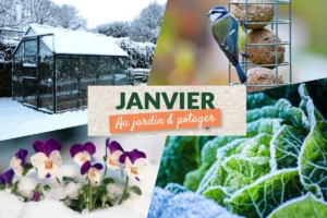 Que faire au jardin en janvier ?