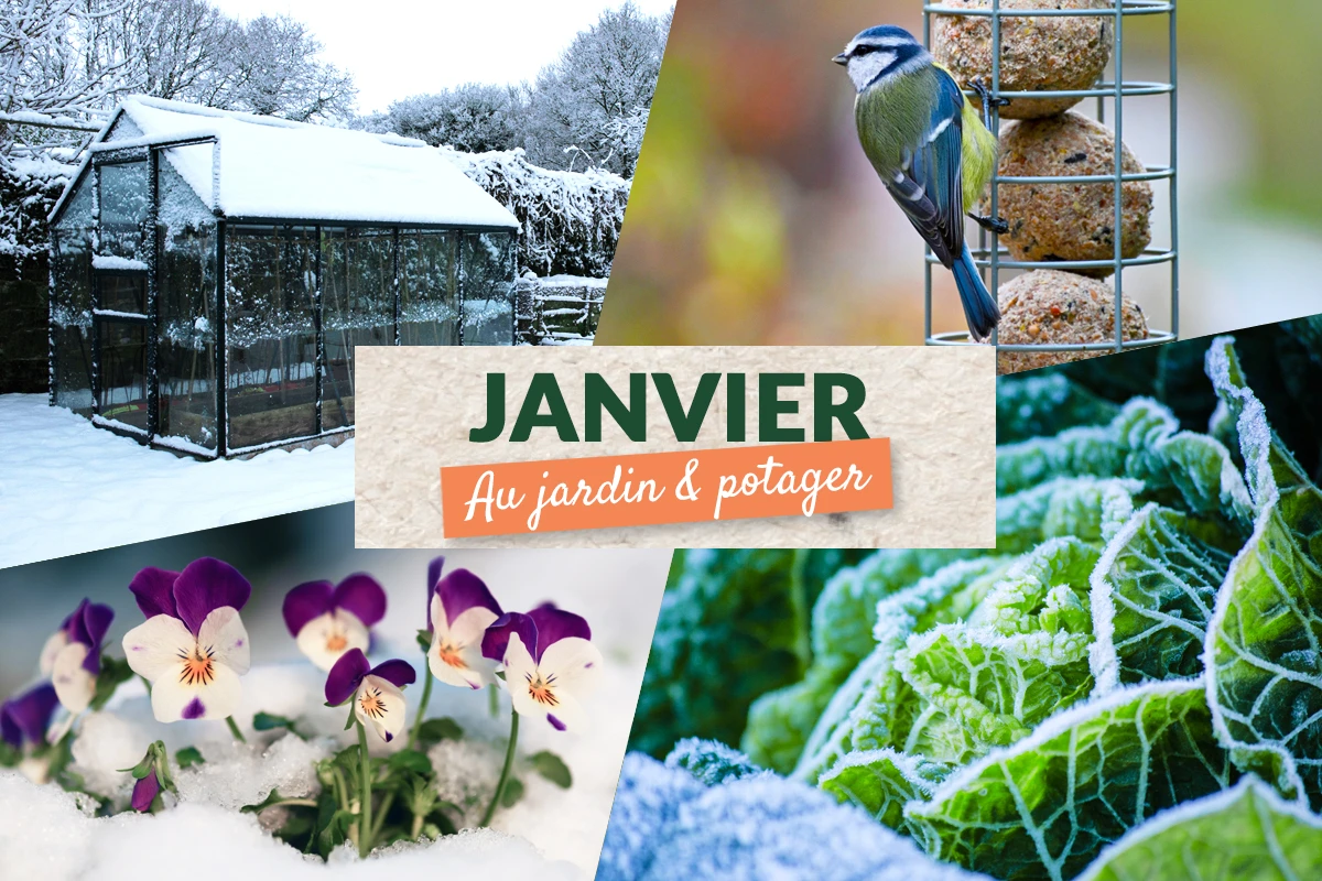 Que faire en janvier au jardin et au potager ?