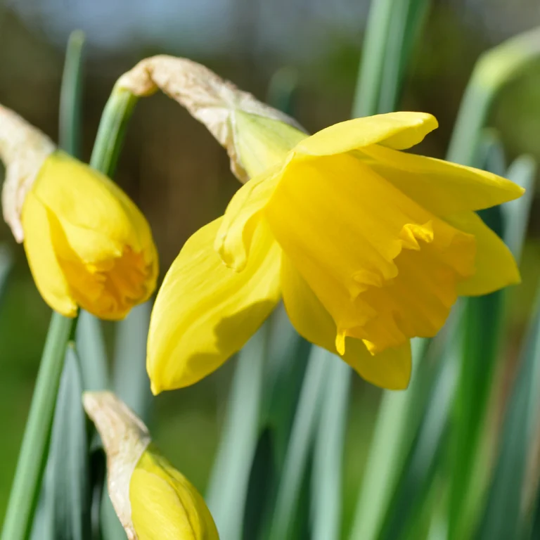 Fleur de narcisse jonquille en février