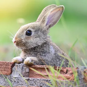 le lapin est fréquent dans les jardins et peut s'inviter dans votre serre