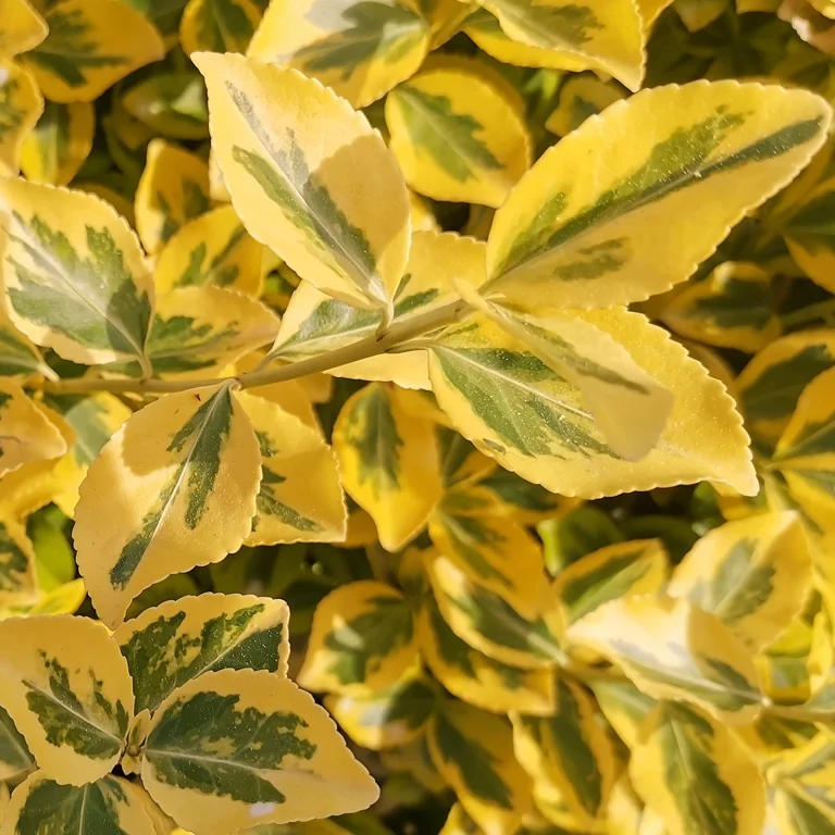 Troène doré (Ligustrum ovalifolium Aureum) en novembre