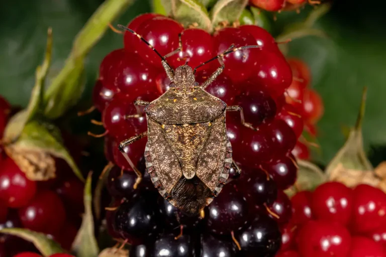 Comment se débarrasser des punaises de jardin ? - France Serres