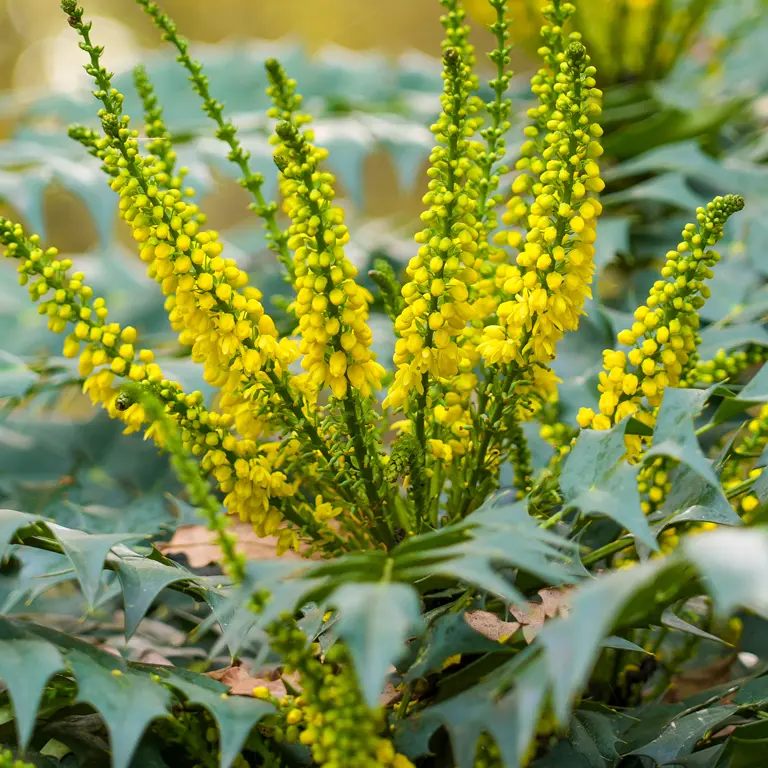 Mahonia en janvier