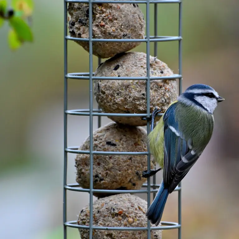 Mésange charbonnière sur une mangeoire en décembre