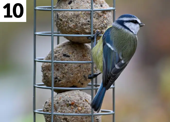 Tâche n°10 décembre au jardin : Nourrir les oiseaux en cas de grand froid