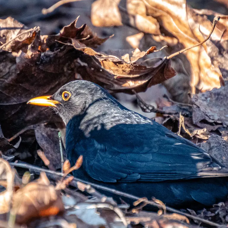 Un simple tas de feuilles servira de garde-manger aux oiseaux du jardin