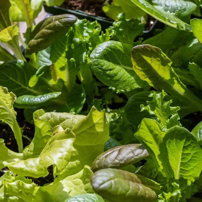 Récolte de mesclun en novembre