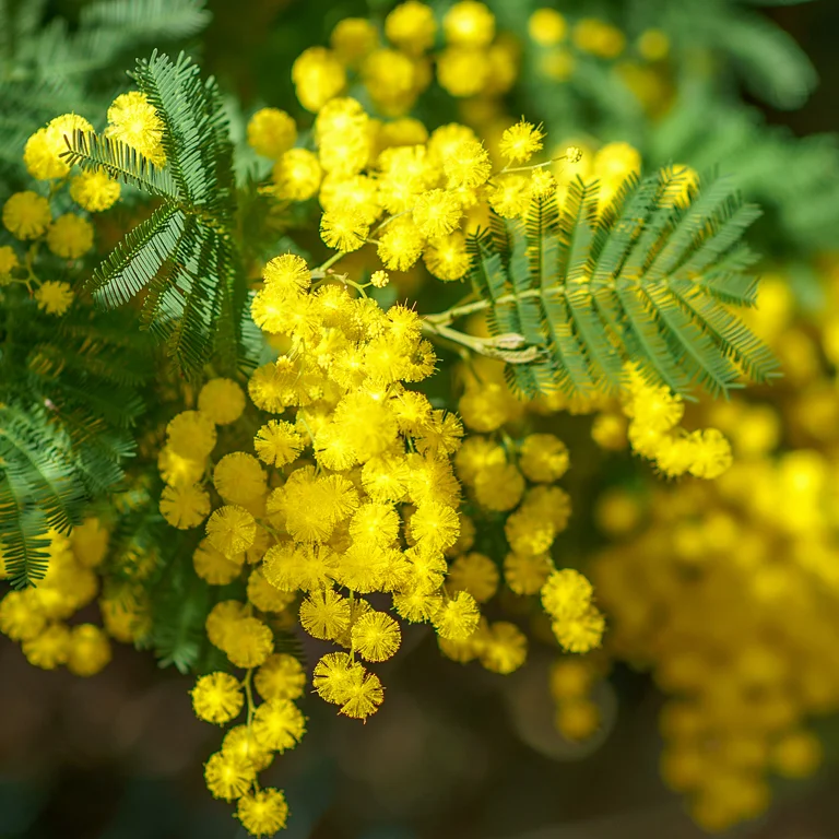 Mimosa en fleurs en février