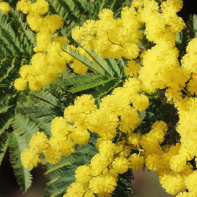 Mimosa en janvier