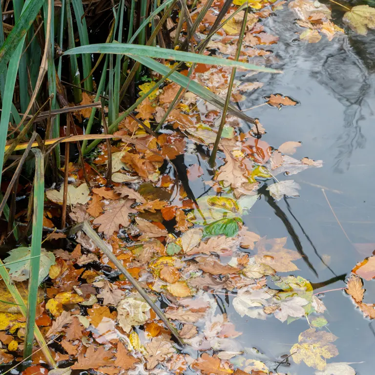 En décembre le bassin doit être nettoyé des feuilles mortes qui s'y accumulent