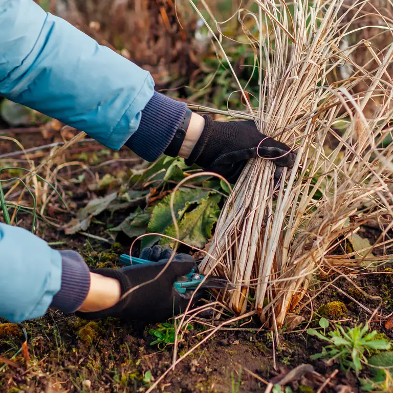 Nettoyage des végétaux morts du jardin en novembre