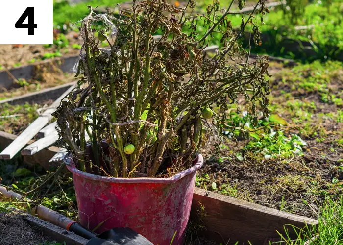 Tâche n°4 décembre au jardin : Éliminer les végétaux morts et nettoyer le jardin