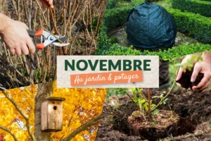 Que faire au jardin en novembre ?