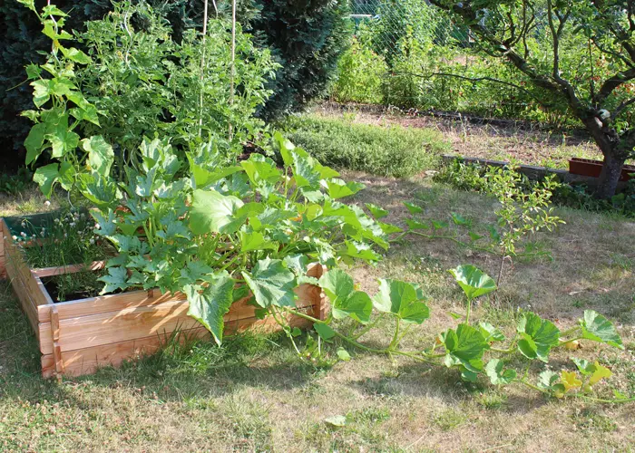 Disposition des légumes dans un carré potager