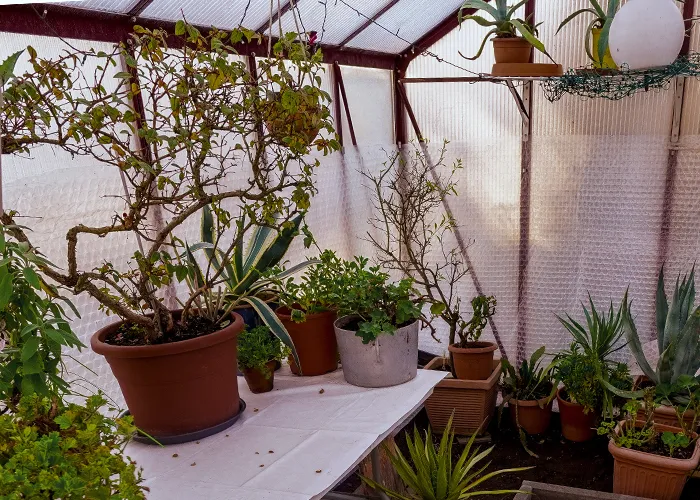 Serre de jardin isolée par du papier bulle