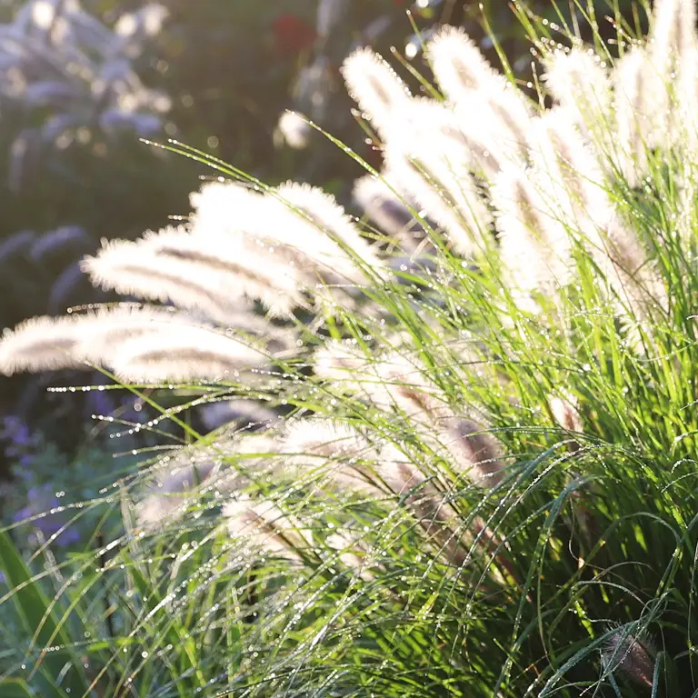 Pennisetum (herbe aux écouvillons) en novembre