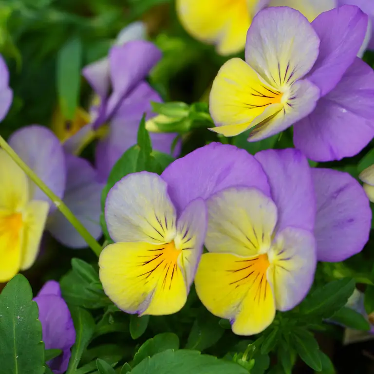 Fleurs de pensées au mois de décembre au jardin