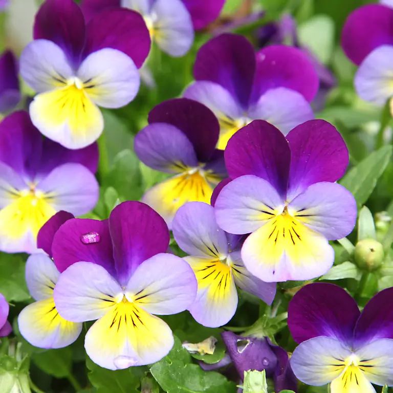 Fleurs de pensées en janvier