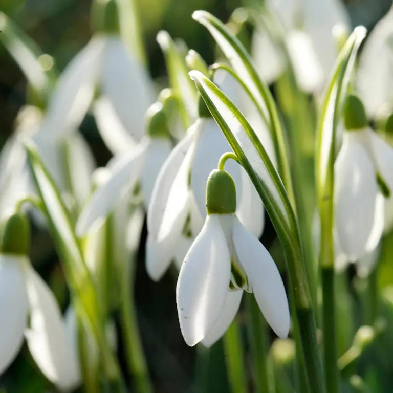 Perce-neige en janvier