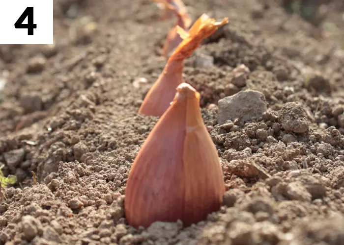 Tâche n°4 février au jardin : Plantez des caïeux d’ail et des échalotes