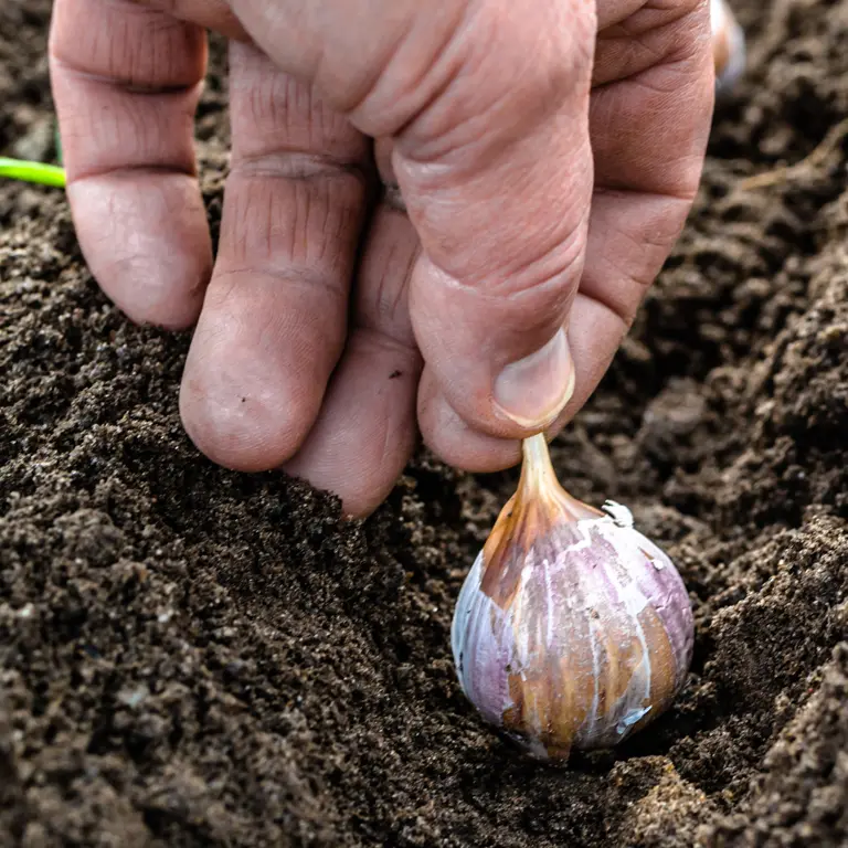 Plantation d'ail en novembre