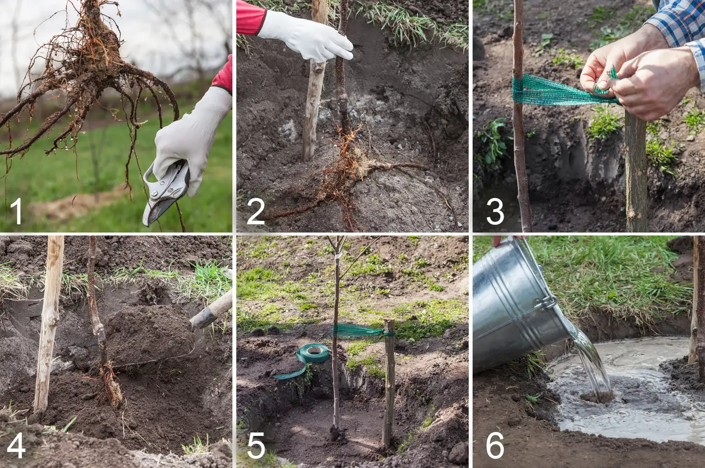 Différentes étapes de plantation d'un arbre à racines nues au mois de novembre