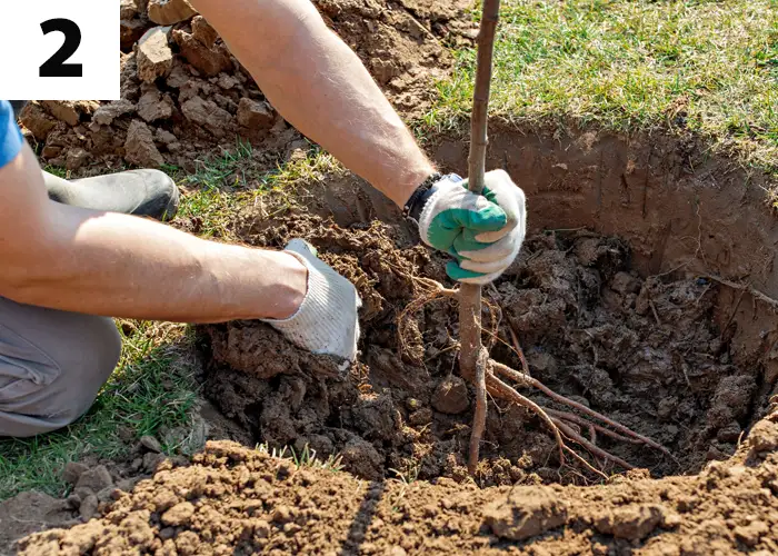 Tâche n°2 : Planter des arbres à racines nues