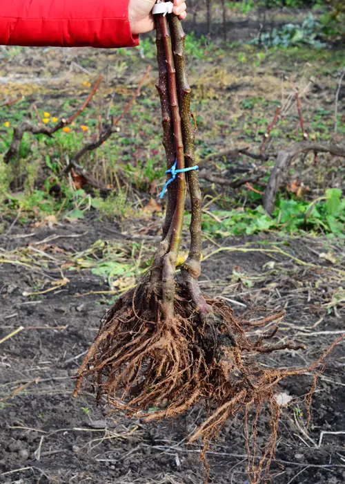 Plantation d'un arbuste à racines nues en novembre