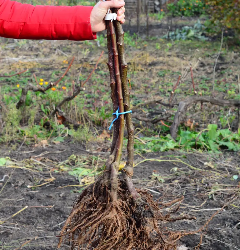 En janvier il n'est pas trop tard pour planter les arbres et arbustes à racines nues