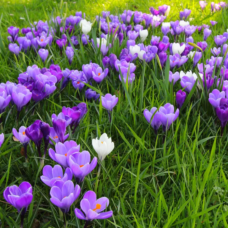 En décembre, plantez des bulbes de printemps dans la pelouse