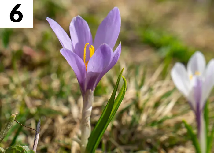 Tâche n°6 janvier au jardin : Terminez la plantation des bulbes de printemps