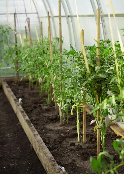 Plantations hautes à côté d'une allée de serre de jardin