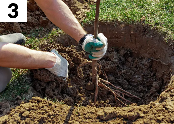 Tâche n°3 janvier au jardin : Plantez les arbres et arbustes à racines nues