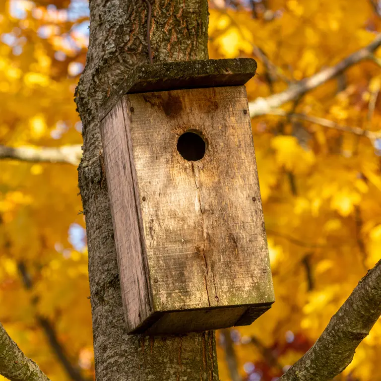 Novembre est le bon mois pour installer des nichoirs à oiseaux