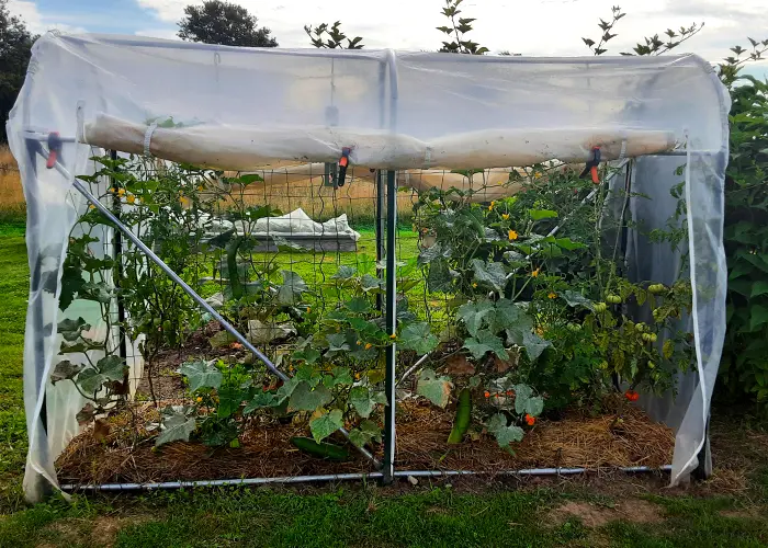 Comment prévenir les maladies des tomates sous serre ?