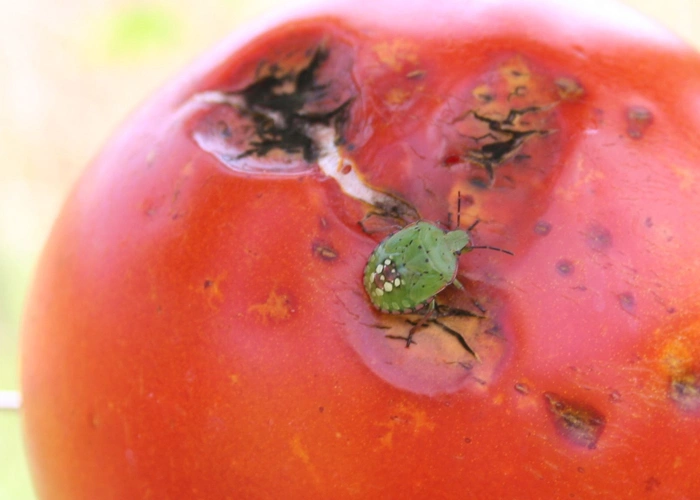 Moyens de prévention contre les punaises de jardin