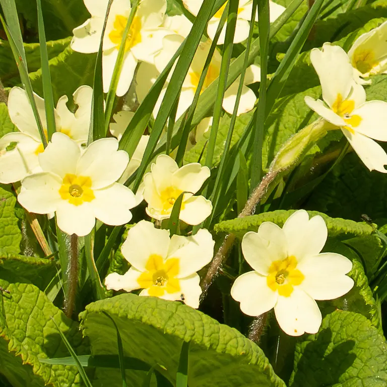 Fleurs de primevères en février