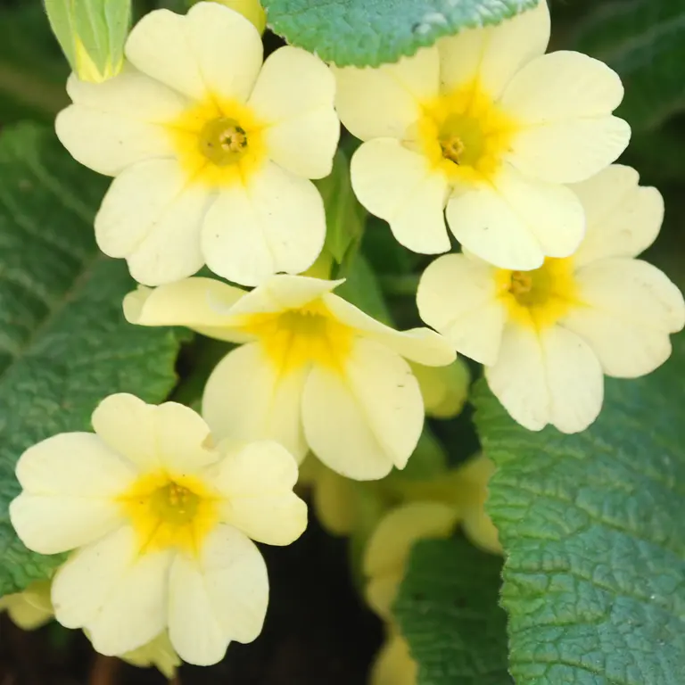 Fleurs de primevères en janvier