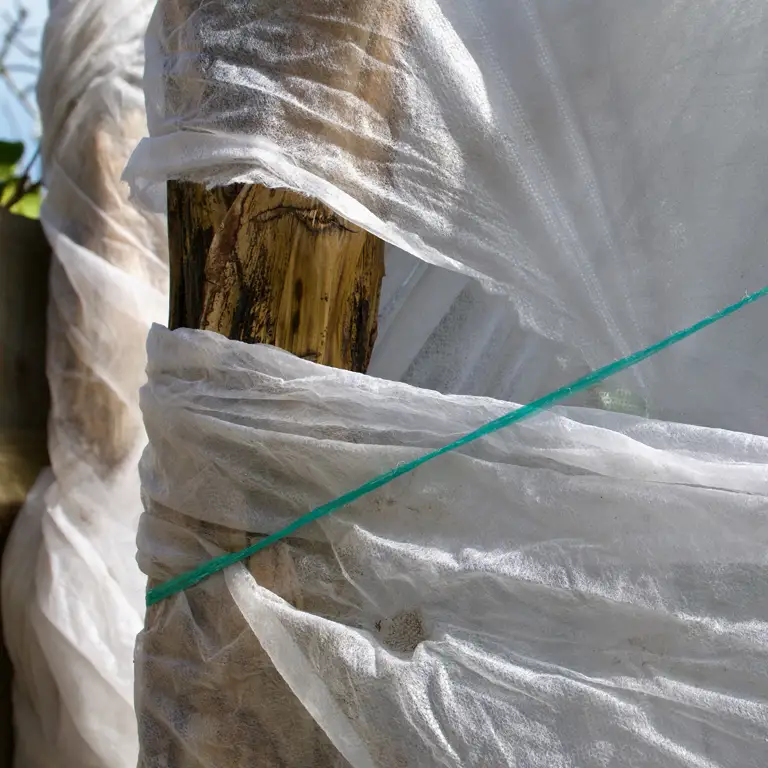 Protection d'un bananier contre le froid en novembre