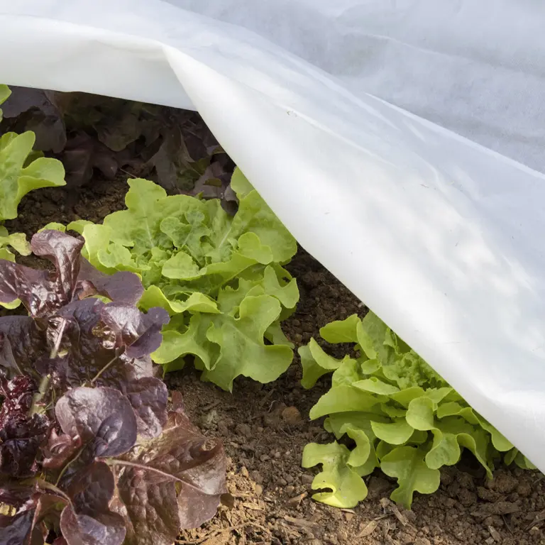 Plants de salade protégées par un voile d'hivernage en décembre