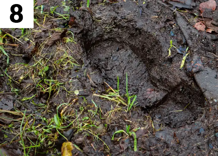 Tâche n°8 décembre au jardin : Protéger la pelouse du piétinement