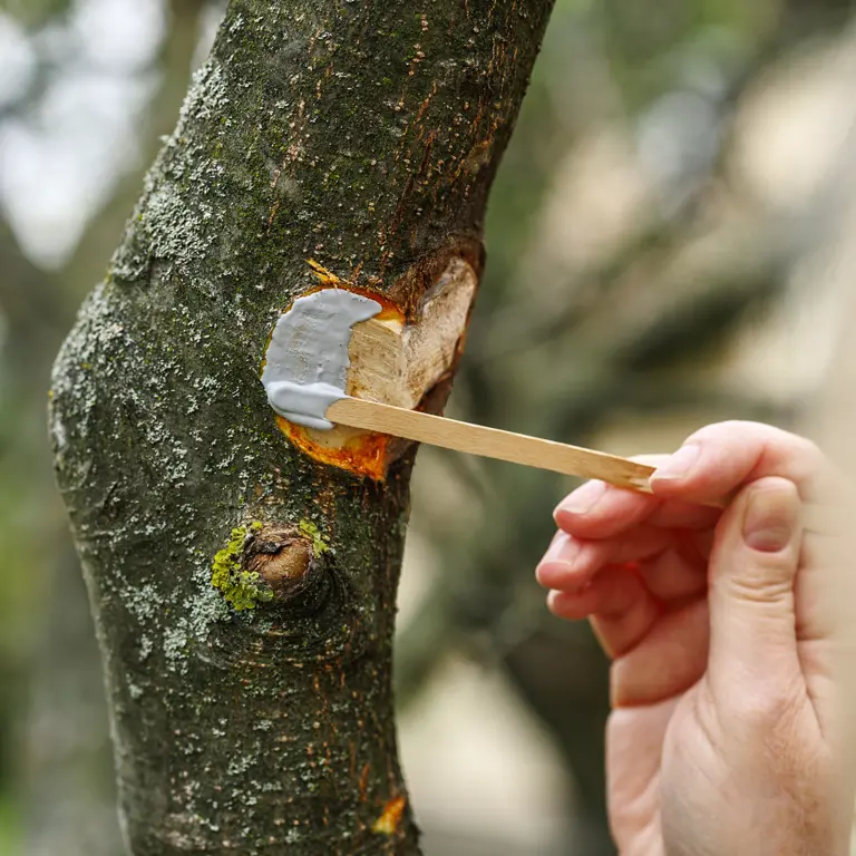 Protégez les plaies de taille des arbres