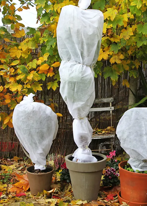 Protection de plantes tendres à l'aide de voiles d'hivernage en novembre