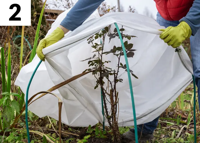 Tâche n°2 janvier au jardin : Protégez vos plantes sensibles