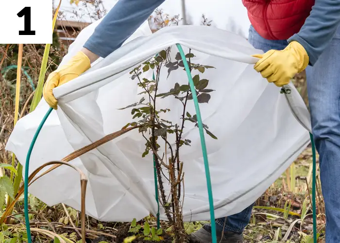 Tâche n°1 décembre au jardin : Protéger les plantes du froid à l'aide de voiles d'hivernage