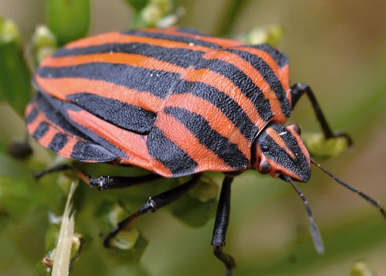 Punaise arlequin ou graphosome rayé (Graphosoma italicum)