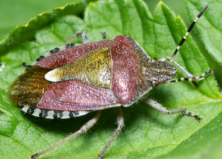 Punaise des baies (Dolycoris baccarum)